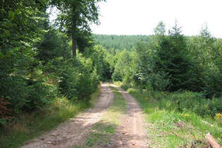 Bärenfels-Trail