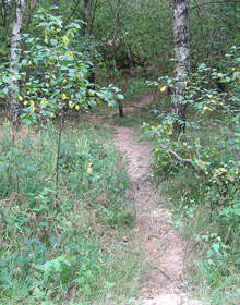 Bärenfels-Trail