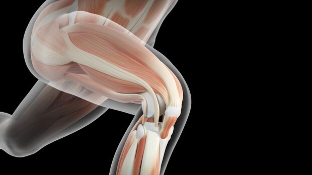 Das Kniegelenk verbindet den Oberschenkelknochen mit dem Wadenbein und dem Schienbein. 
