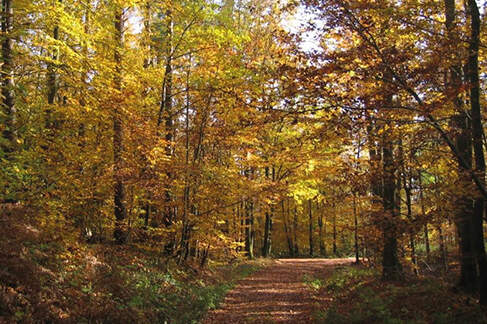 Deisterberglauf Barsinghausen: Durch den Wald in den Deister