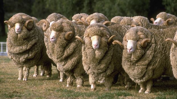 Flock of Merino Rams