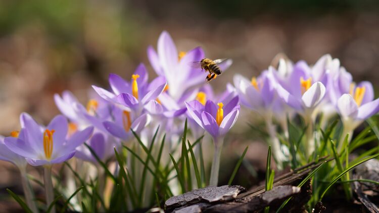 Frühling: Eine Biene besucht einige Krokusse.