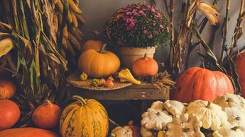 Halloween And Thanksgiving Autumn Decoration With Variety Of Pumpkins, Dried Corn Cobs And Autumn