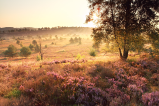 Lüneburger Heide / Staffellauf 2018