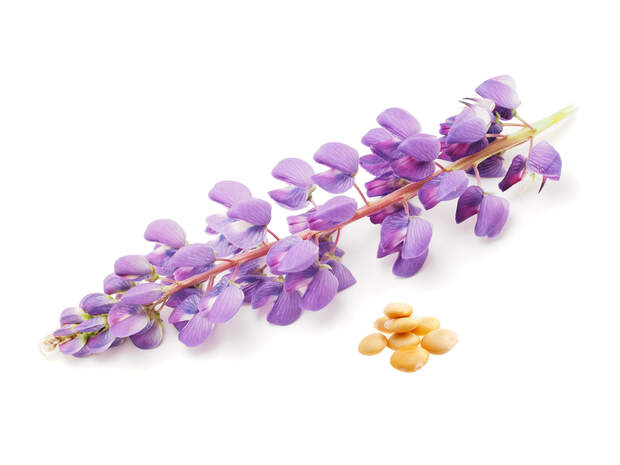 Lupine flower on a white background