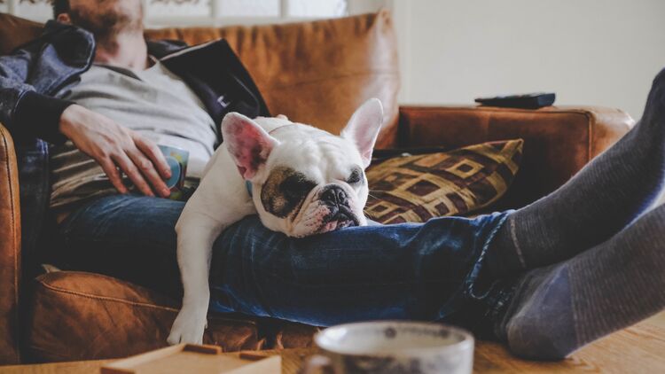 Man spending a lazy afternoon with his dog, a French Bulldog
