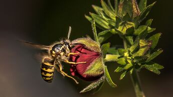 Nahaufnahme einer Wespe an einer Blütenknospe.