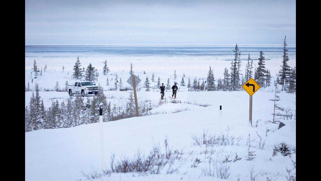 Polar Bear-Marathon Churchill 2019
