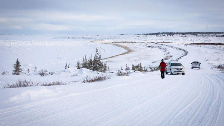 Polar Bear-Marathon Churchill 2019