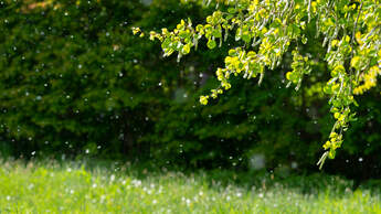 Pollenallergie: Über einer Wiese fliegen Pollen durch die Luft.