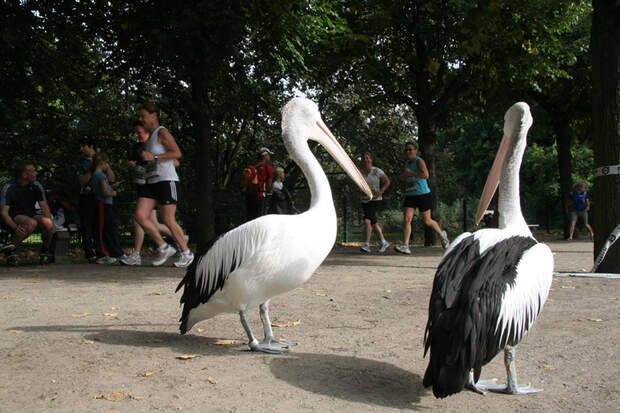 Tierparklauf Berlin 2012