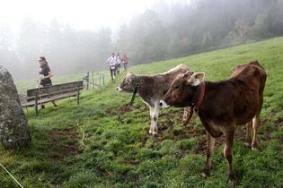 Tour de Tirol 2014 Pölven Trail