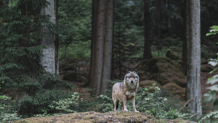 Wolf at Bayerischer Wald national park, Germany
