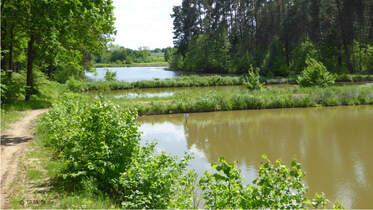Möhrendorfer Karpfenweiherlauf